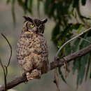 아메리카 수리부엉이 [Great horned owl (Bubo virginianus)] 이미지