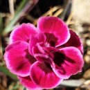 초심이네 이미지