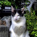 고양이눈 이미지