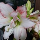 아마릴리스 이미지