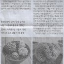 화분나라 이미지