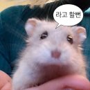 조선숯불두마리치킨 - 부산진구 부전로111번길 18 | 조선숯불두마리치킨
