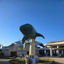 상어가족 인형뽑기 이미지