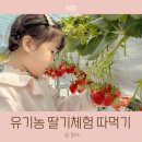 농장 | 아이와 남양주 딸기체험 팔당 유기농 농장 후기