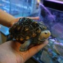 와우펫앤쥬 부산점 이미지