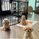 퍼피블러썸