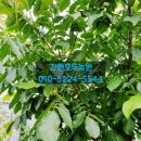 호두나무슈퍼 이미지