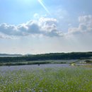 상몽농장 | [예산태안]한국 모네의 정원 아그로랜드 수레국화 시즌 방문후기(꿀팁+ 준비물)