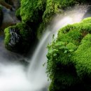 사과향기 이미지