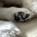 유얼도그 이미지