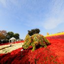 2022 화순 국화축제 - 남산공원 이미지