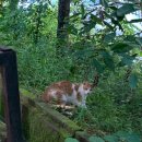 옥화자연담은펜션 이미지