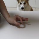 (주)좋은사료자원 | 알레르기가 있는 강아지들을 위한 지미니 귀뚜라미 단백질 강아지사료 후기