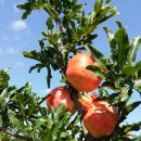 갈뫼농장 이미지