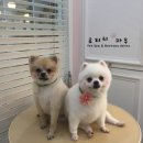 망고&체리 애견샵 이미지