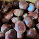 왕축농원 이미지