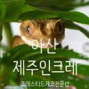 파충류샵크레남매 | 아산파충류샵 제주인크레에서 크레스티드 게코 데려왔습니다, 빵빵이 입양 후기