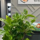 에스탑영수학원