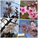 [생태-자연애(愛)] 2023년 4월 6일 벚나무-꽃 이미지