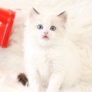 올바른펫 이미지
