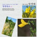 양골담초 Cytisus scoparius (L.) Link, 1822 이미지