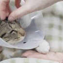 품 동물의료센터 이미지