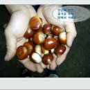 알토랑 이미지