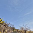 04/05(일) 인왕산 개나리꽃 단지는 너무 아름답다~~~인왕산~~안산 이미지