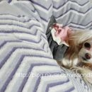 미용하는 퍼피마미 이미지