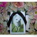 '찌찌'의 장례식 사진입니다....강아지넷 이미지