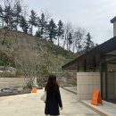 화담숲 화담채 봄 꽃구경 미디어아트 관람 후기 :: 가격, 소요시간, 관람코스