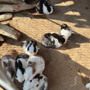 예성목장 이미지