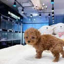 인천강아지분양 고양이분양 24시 데려가개 청라점 이미지