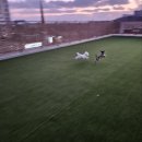 마리애견 | 세교 애견호텔 어린 강아지 두 마리 신라멍스 맡겨본 솔직 후기