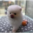 도그마루 고양이 강아지 무료분양 이미지