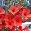 (주)레드오렌지 이미지