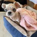 영덕 애견 동반 식당 205대게직판장 단독 룸 후기