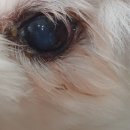 신일산동물병원 이미지