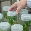 돌배황토 이미지