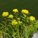 꽃과 그늘 이미지