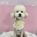 또보개 이미지