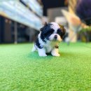 베이비몽 강아지분양 인천청라점 이미지