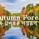 가을을 적시는 분위기 있는 감성 피아노 🌾가을 속 감미로운 아침음악 3시간🍁Autumn Forest 이미지