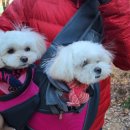 룰루랄라 이미지