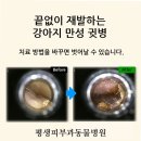 평생피부과동물병원 이미지