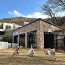 온잇독 | 도그온잇 반려견유치원 교육 독피트니스 이름에서 읽히는 운영 방향과 포인트