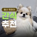 누리까까 | 2026 울산 펫페어 : 강아지 간식 추천