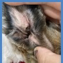 마인동물의료센터 이미지