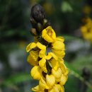 꽃을 찾아서(4) - 아산 세계꽃식물원 이미지