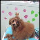복슬 강아지미용실 이미지